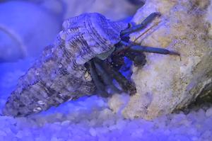 Hermit crab Thumbnail