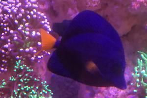 Purple tang Thumbnail