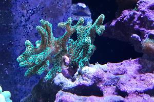 Ultra green Birdsnest Coral Thumbnail