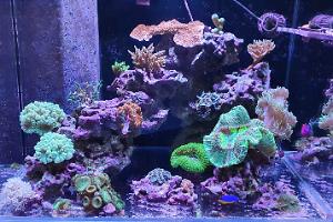 Mini Reef on Sep 2, 2020