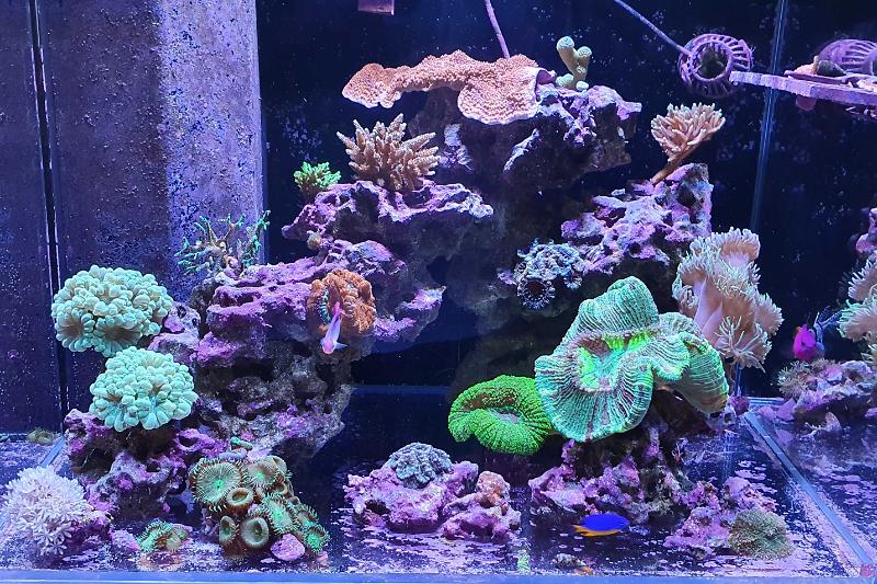 Reef Thumbnail