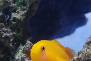 Yellow Clown Goby Thumbnail