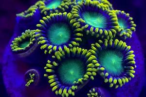 Radioactive green dragon eye zoa Thumbnail