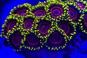 Eagle eye Zoa Thumbnail