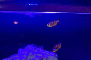 Mocha Clownfish Thumbnail