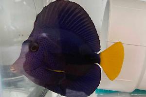 Purple Tang Thumbnail