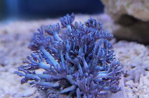 Pulsating Xenia Thumbnail