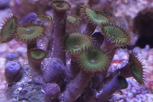 Button Polyp Green Thumbnail