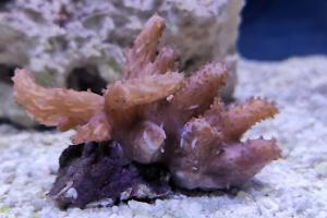 Leather Coral Thumbnail