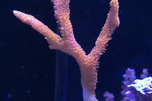 Montipora digitata forest fire Thumbnail