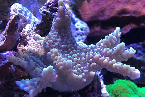 Montipora capitata green blue polyps Thumbnail