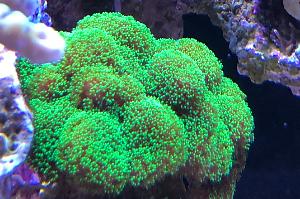 Pocillopora damicornis green Thumbnail