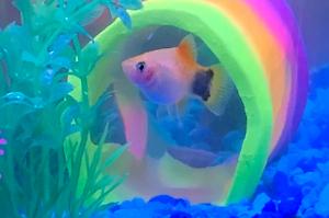 Mickey Mouse Platy Thumbnail