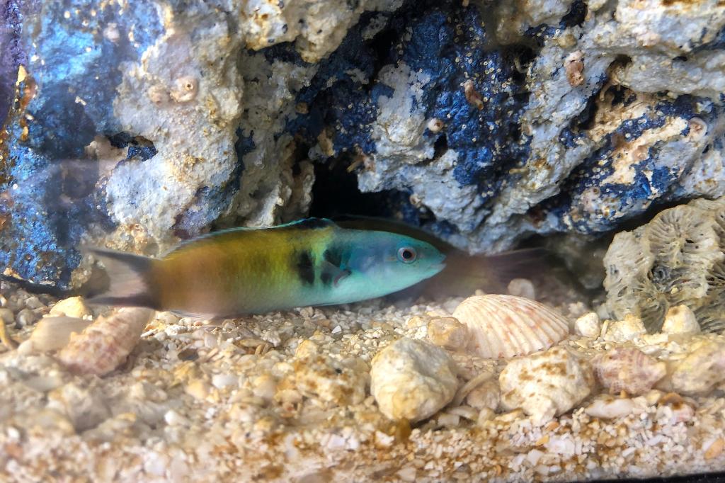 Bluehead Wrasse / Thalassoma bifasciatum 13