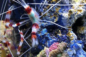 Banded Coral Shrimp Thumbnail