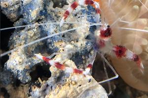 Banded Coral Shrimp Thumbnail