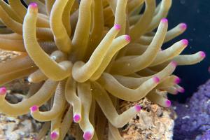 Condy Anemone Thumbnail