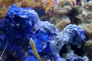 Birdsnest Coral Thumbnail