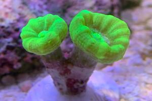 Candy Cane Coral Neon Green Thumbnail