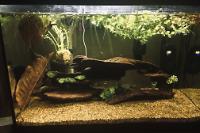 Dwarf Rasbora Thumbnail