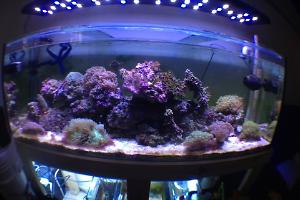 REEF TANK  Thumbnail