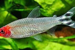 Rummy Nose Tetras Thumbnail