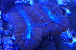 Caulastrea candy cane bicolor Thumbnail