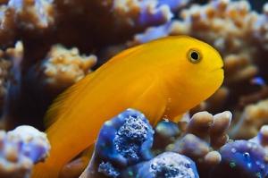 Clown Goby Thumbnail