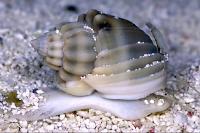 Nassarius Snails Thumbnail