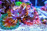 Rock Flower Anemone Thumbnail