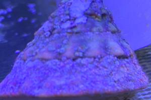 Trochus snail Thumbnail