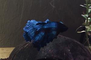 Halfmoon Rosetail Betta Thumbnail