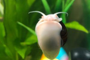 Apple Snail Thumbnail