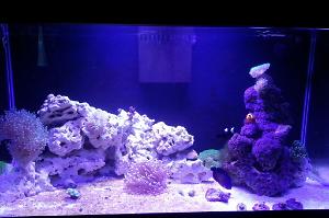 50G Reef Thumbnail