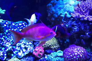 Lyretail Anthias Thumbnail