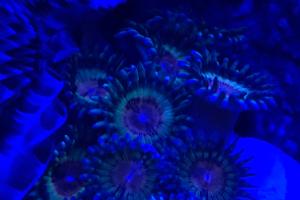 Zoanthid Thumbnail