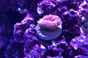 Lobophyllia Brain Coral + 6-9-2020 Thumbnail