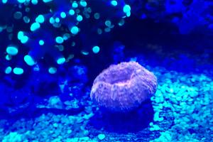 Lobophyllia Brain Coral Thumbnail