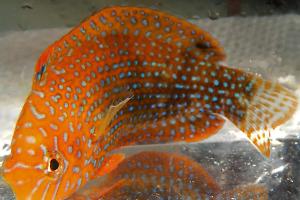 Leopard wrasse Thumbnail