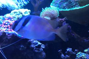 Two Barred Rabbitfish Thumbnail