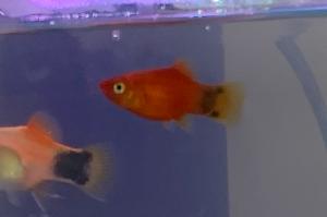 Mickey Mouse Platy Thumbnail