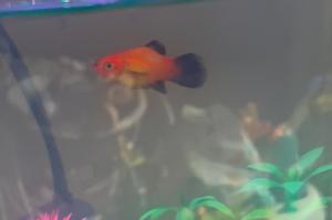 Sunburst Platy Thumbnail