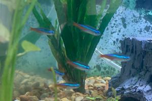 neon tetras Thumbnail