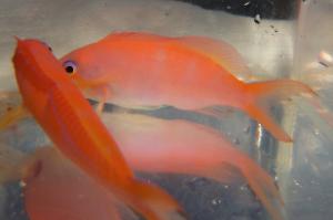 Lyretail Anthias Female Thumbnail