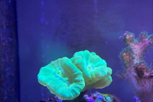 Candy Cane Coral Thumbnail