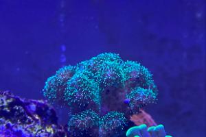 Pocillopora Thumbnail