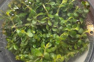 Rotala rotundifolia ‘Green’ Thumbnail