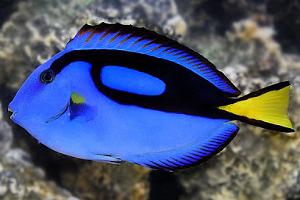 Pacific Blue Tang Thumbnail