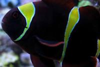 Gold Stripe Maroon Clownfish Thumbnail