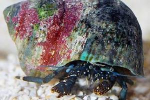 Dwarf Yellow Tip Hermit Crab Thumbnail